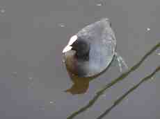 coot black white feathers white water fowl