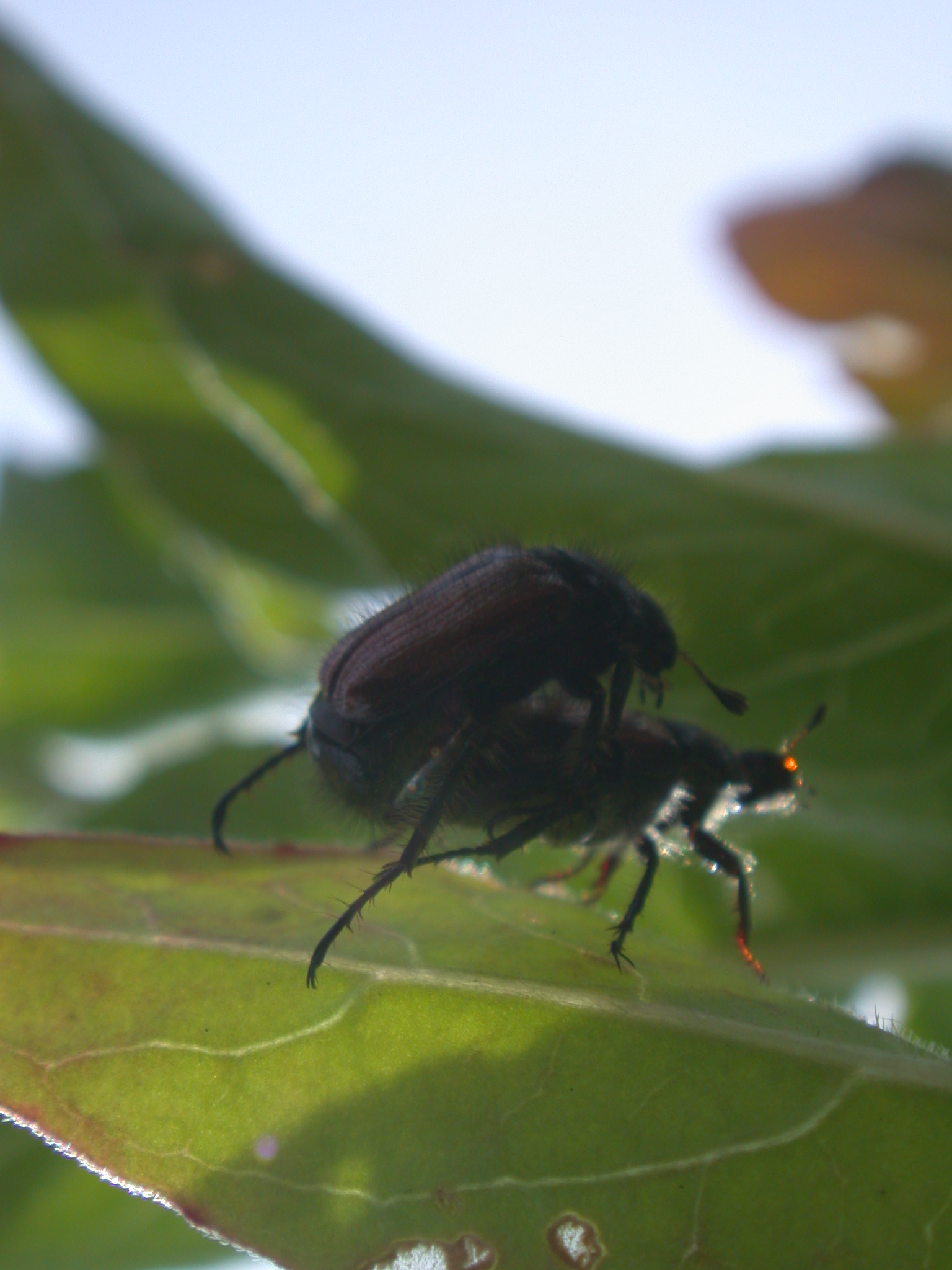 Image*After : image : nature animals insects bug beetle beetles fucking  mating sex copulating copulation fuck