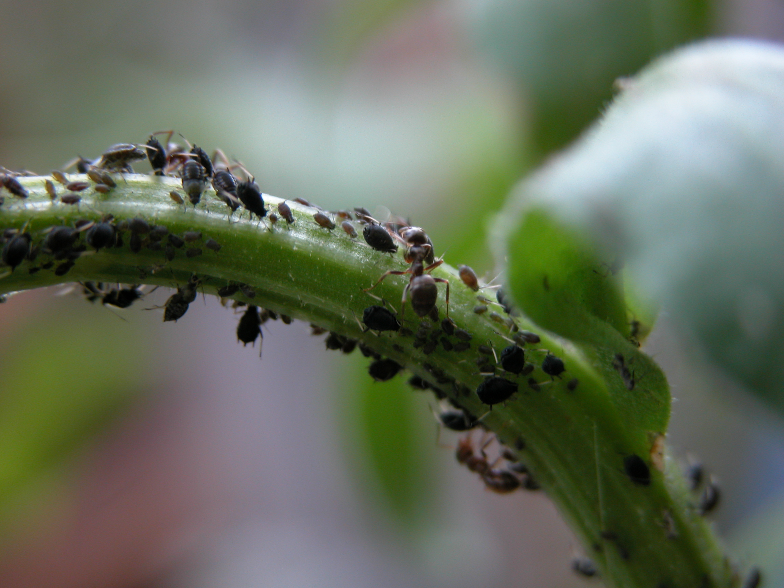 Image*After : images : nature animals land lice plantlice macro greenflies