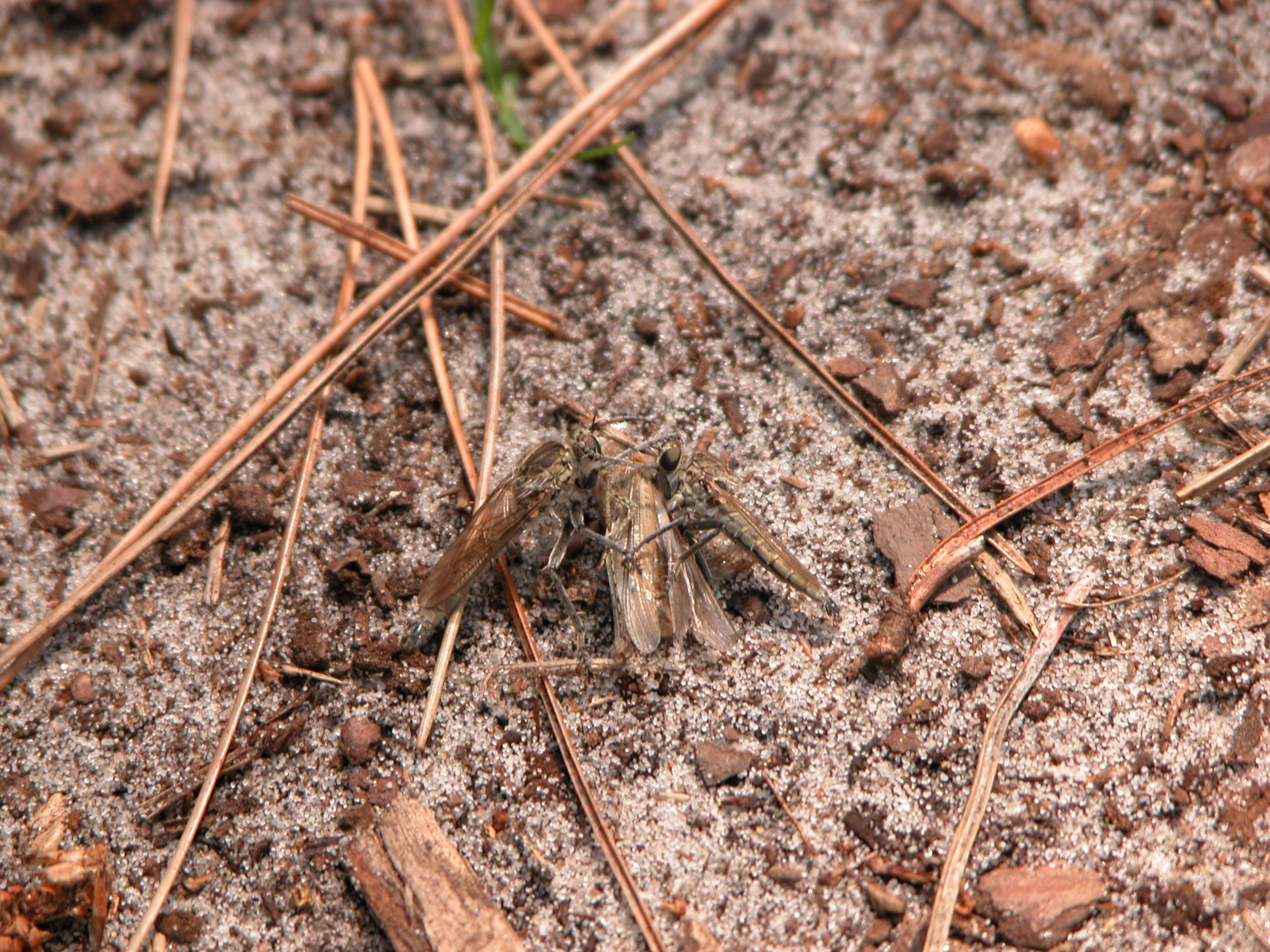 Imageafter Images Fly Flies Wasps Mating Sex Bugs Insects Wings Brown