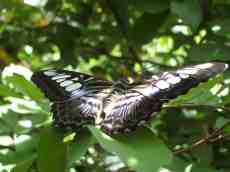 mattphilip matt philip butterfly black white pattern insect wings