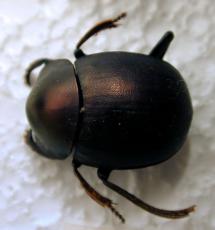 beatle pin dead mounted shell shiny brown black paws legs glossy small