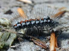 caterpillar nature animals insects hair hairy