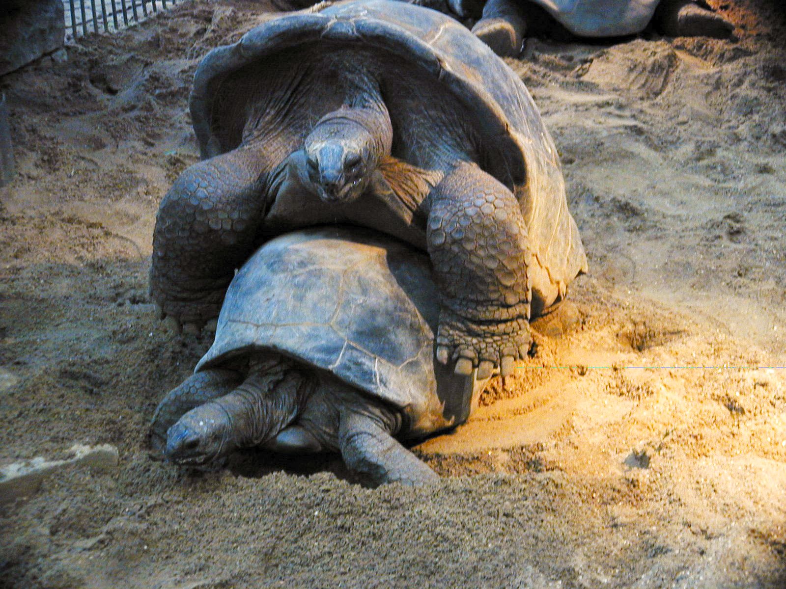 Image*After : image : turtels making love sex (always good for the hits:))  animals sea animals armor