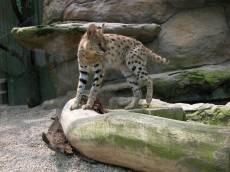 lynx cat animal zoo