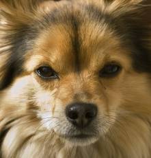 betina dog brown fur hairs snout nose eyes closeup