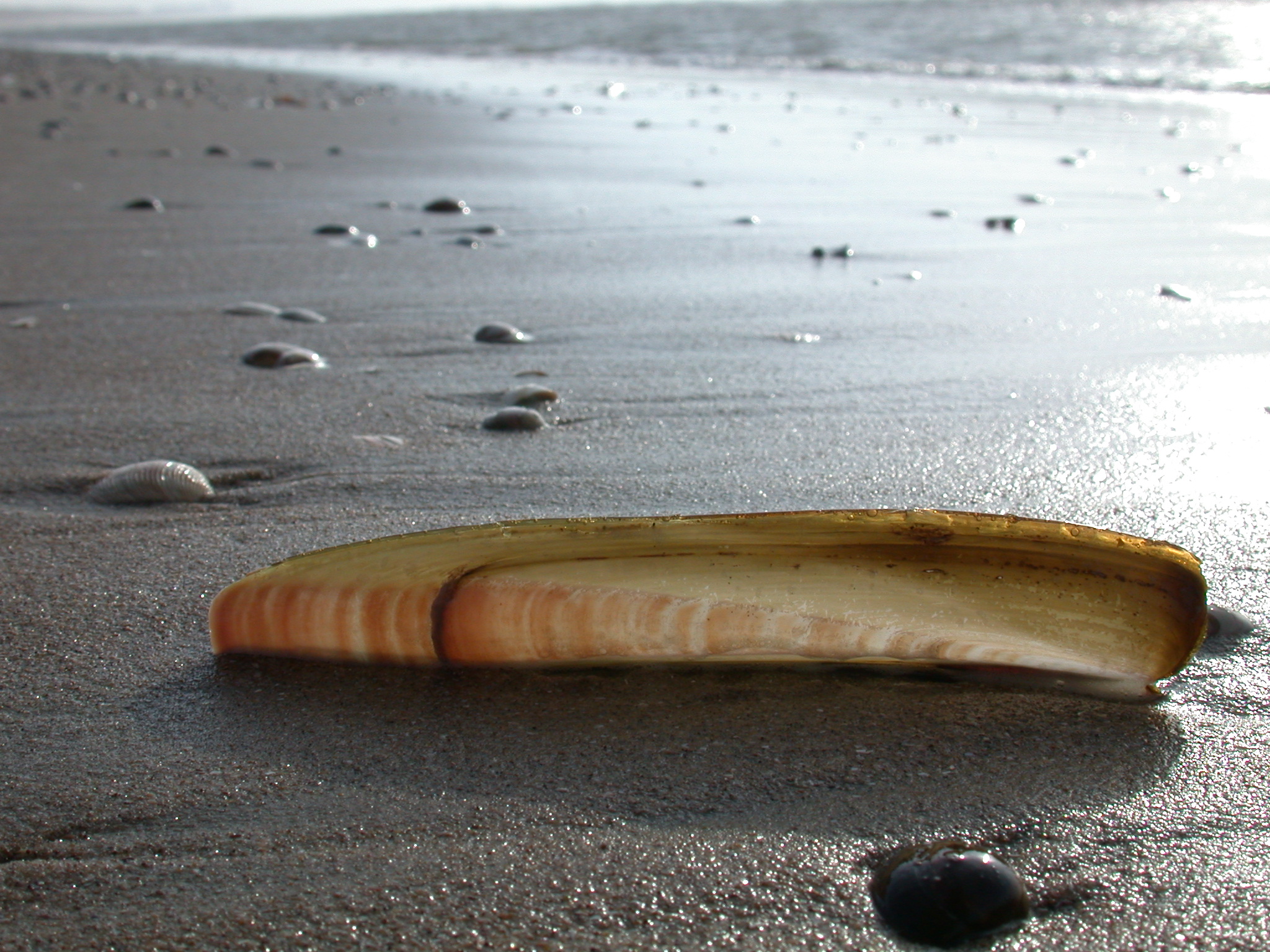 Image*after : Photos : Shell Whelk Beach Stranded On Dry Land Glossy 