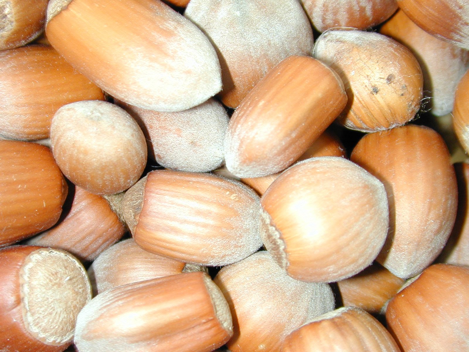 black acorn nuts