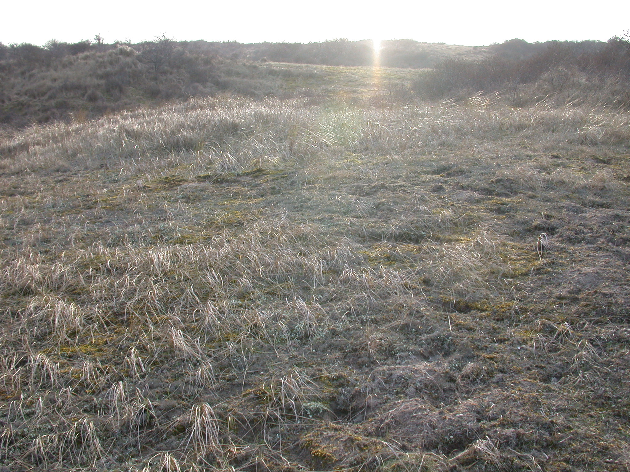 Image*After : Images : Nature Landscapes Dunescapes Grass Rough