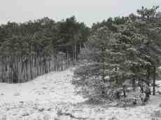 paul snow dune dunes forest winter tree line