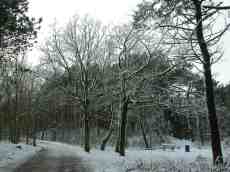 paul snow landscape forest winter cold white