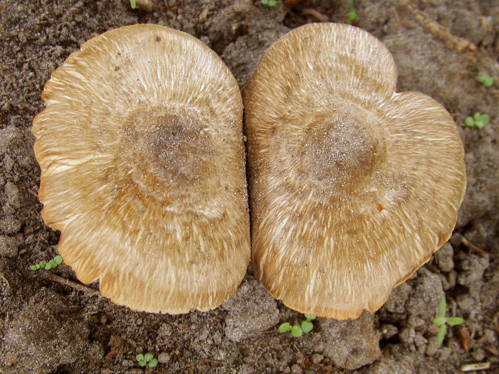 Imageafter Images Mushroom Mushrooms Toadstool Toadstools Paddo 