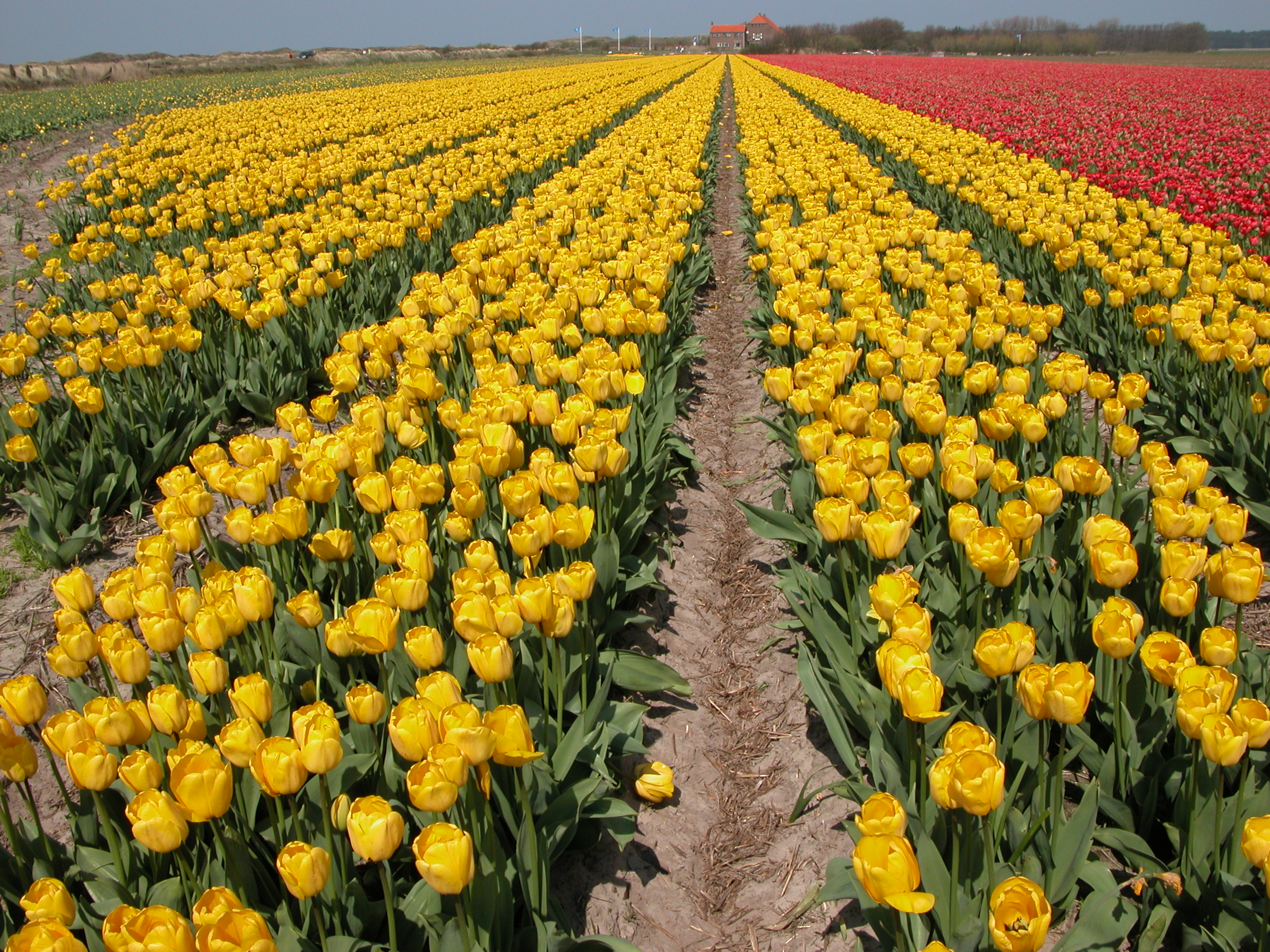 Imageafter Images Field Flower Rows Flowers Rose Yellow Red Dutch 1431