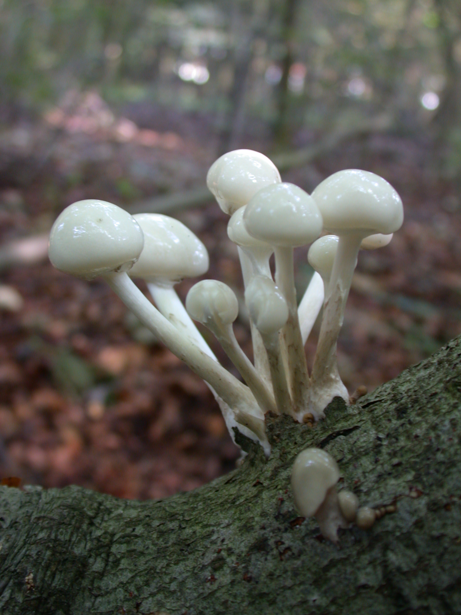 Imageafter Images Toadstool Mushroom Mushrooms Toadstools White 5001