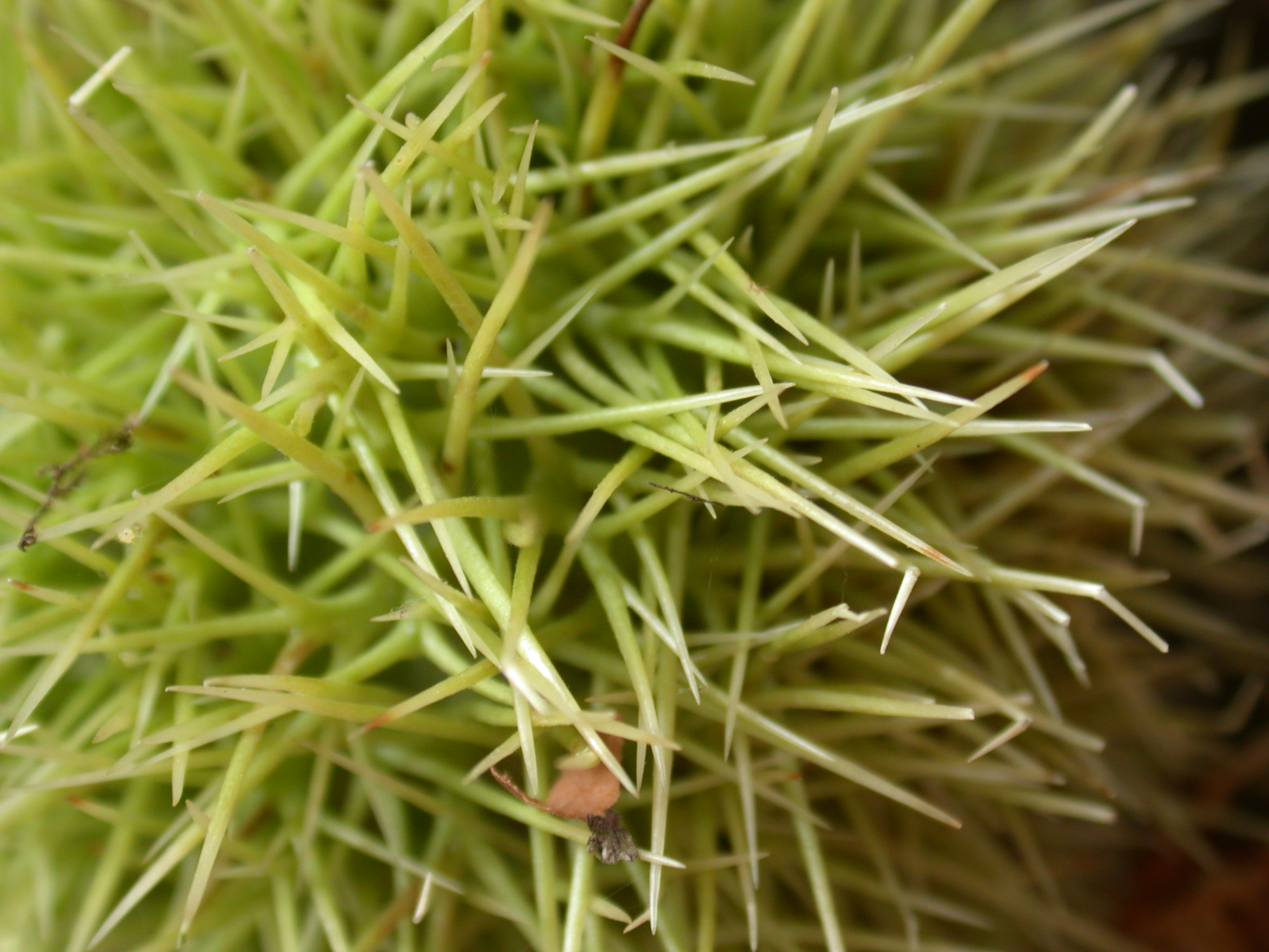 grass spike plant