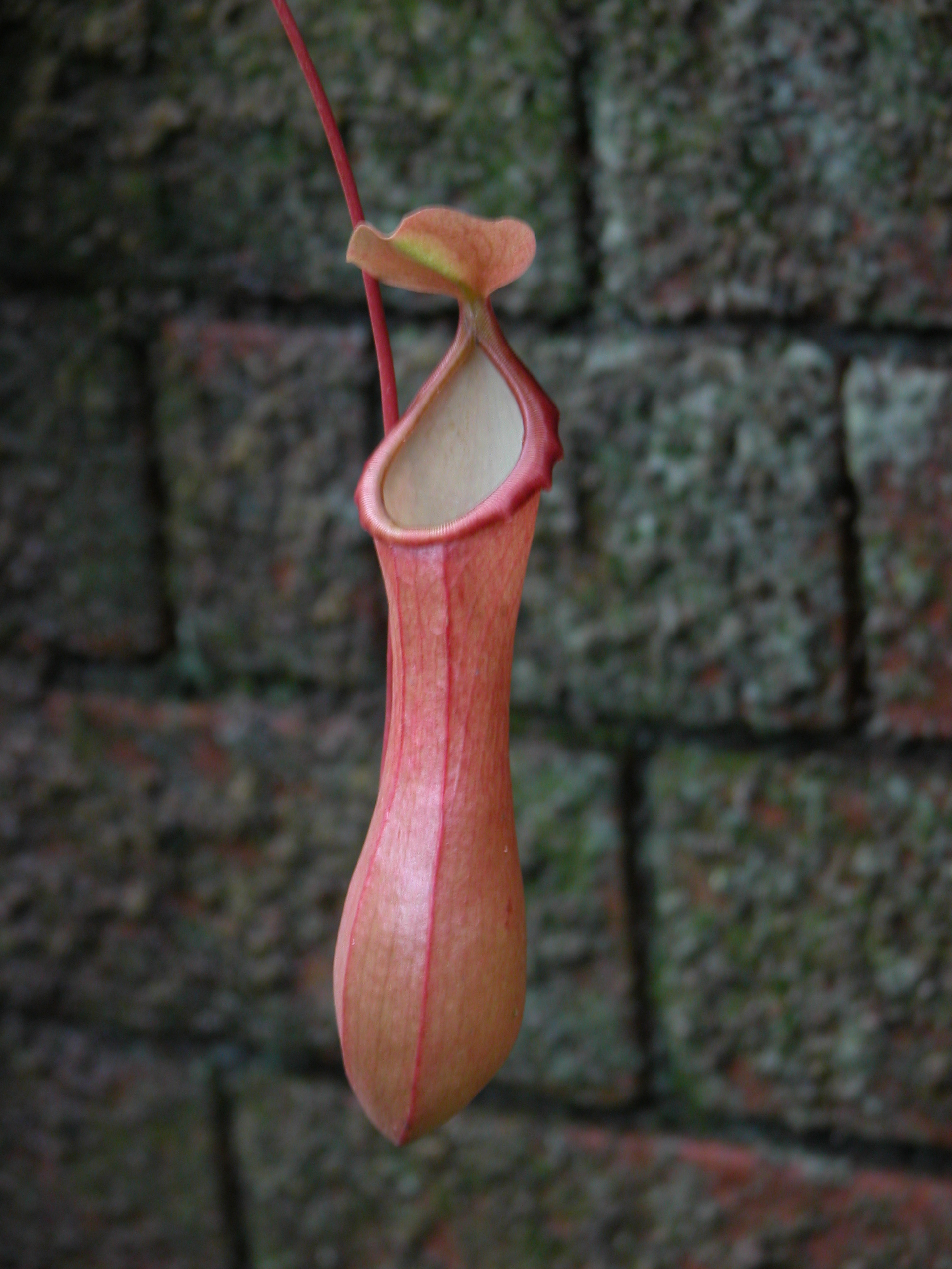 image-after-photos-fly-trap-plant-bag-pink