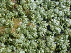 nature plants texture green waterplants duckweed