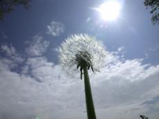 flower seed seeds bud buds sky silhouette sun glaring stem