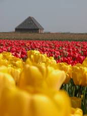 nature plants flowers tulips yellow red flowerfield texel shed den hoorn