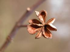 dried flower seed pod brown