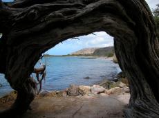 jacco tropical island paradise petrified tree rocky beach coastline ocean view