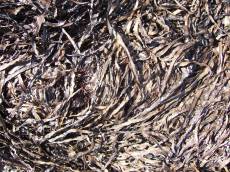 tabus kelp dried strands brown dead