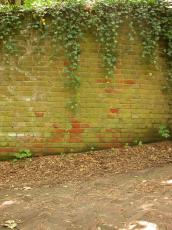 walls fence ivy texture overgrown texture brickwall