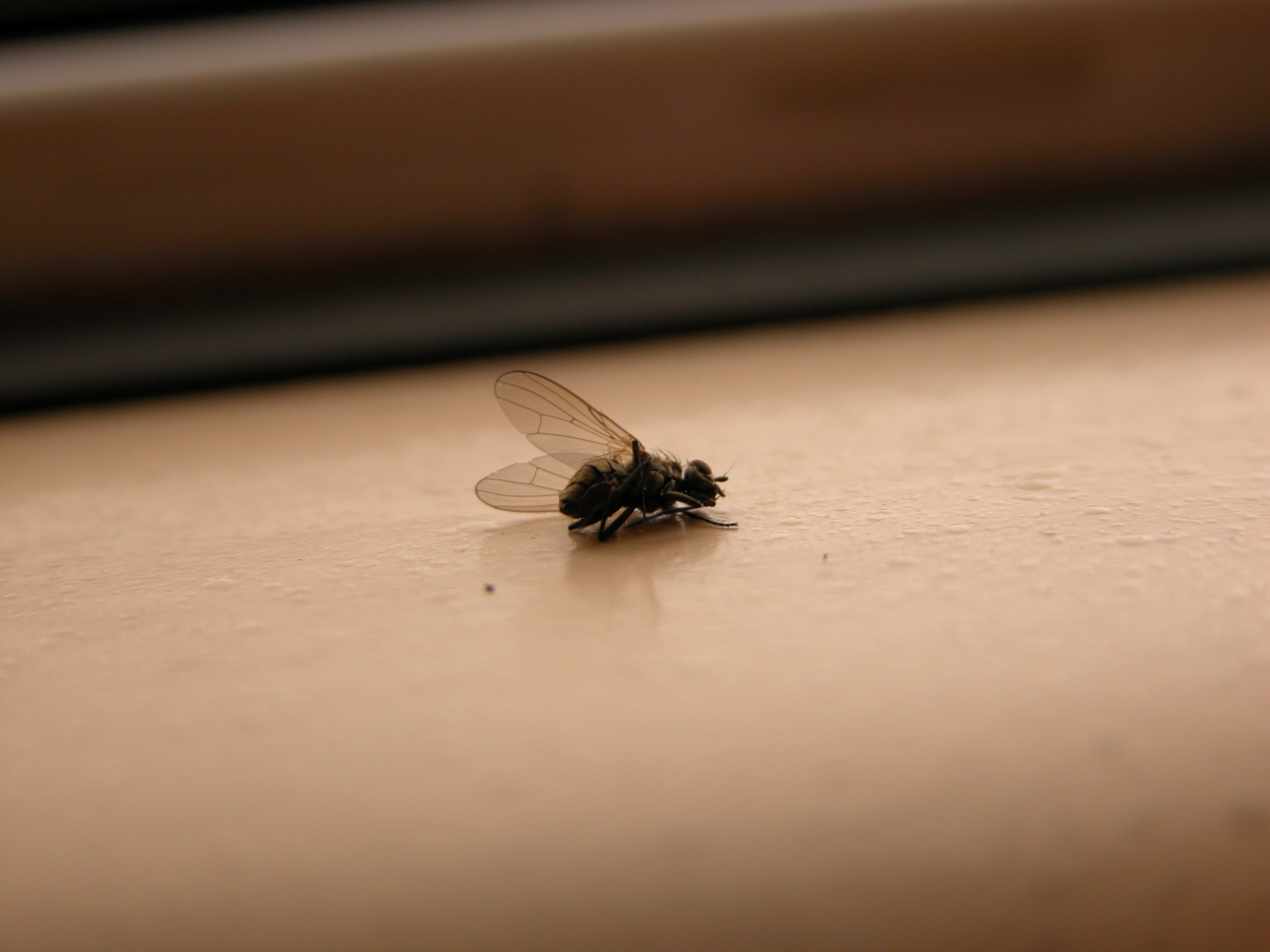 fly small insect housefly disgusting wing wings facet sitting lying dead deceased ex-fly