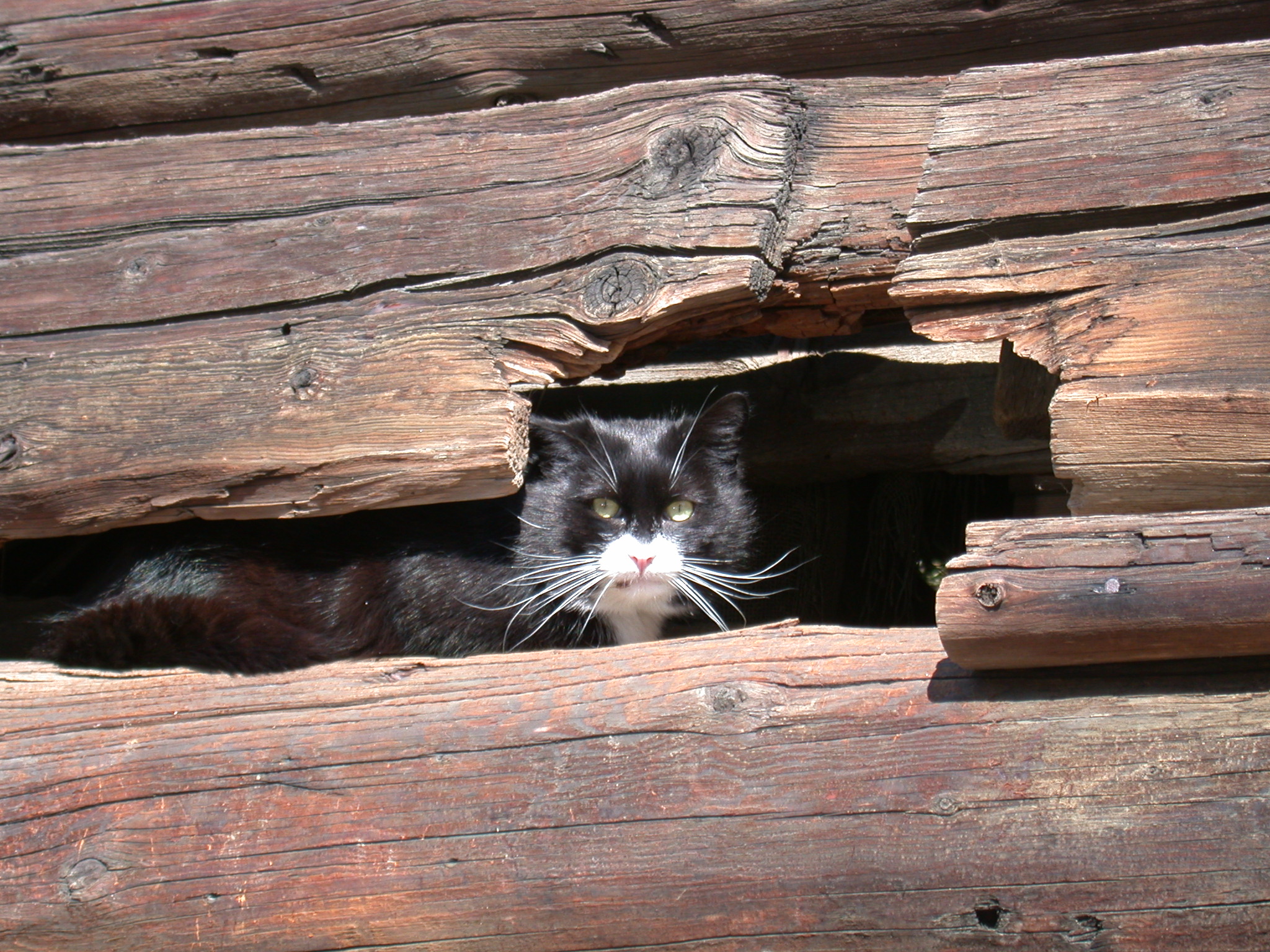 cat black and white nostrils crack wood looking fur green eyes free