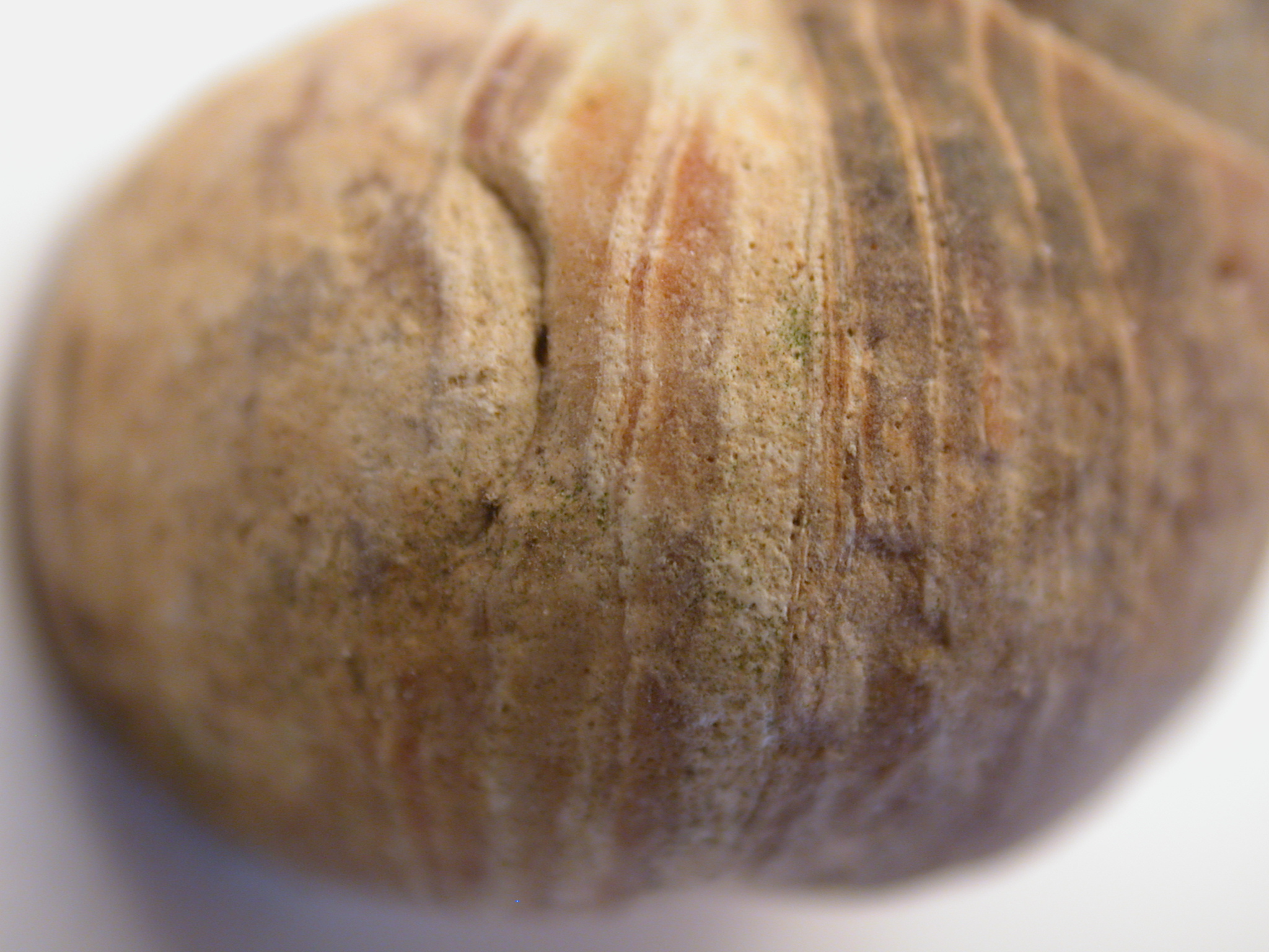 snail shell texture