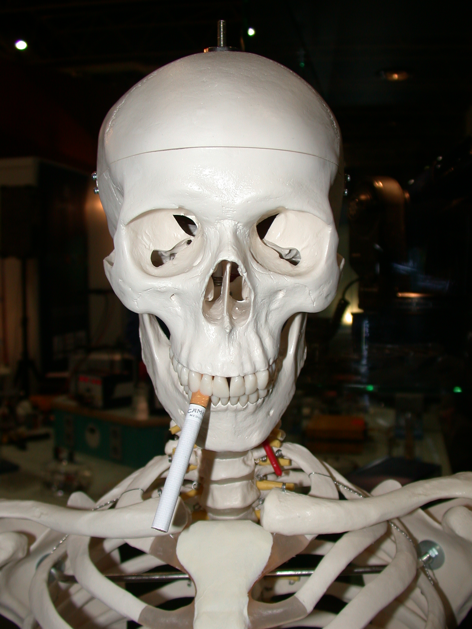 smoking kills and gives you amazingly clean teeth in this case :) skelleton sigarette smoke skull jaw bones plastic