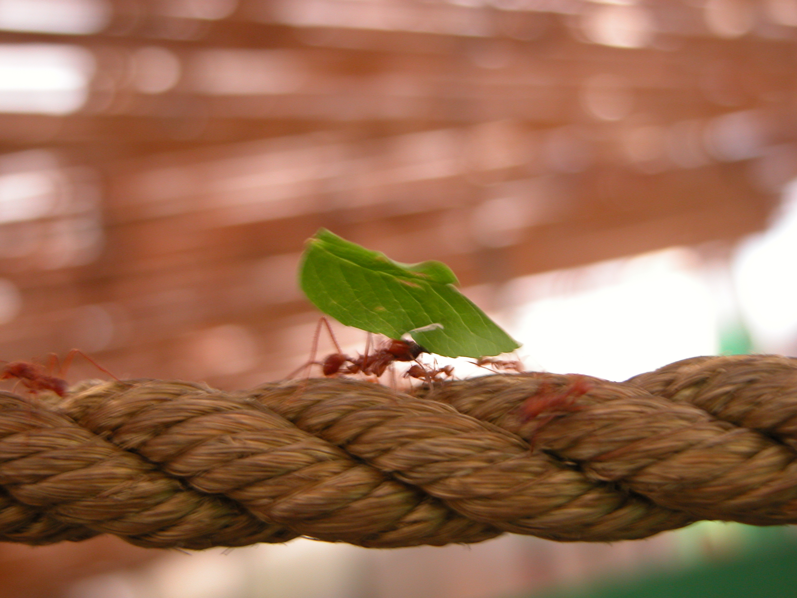 ant with leaf on rope insect
