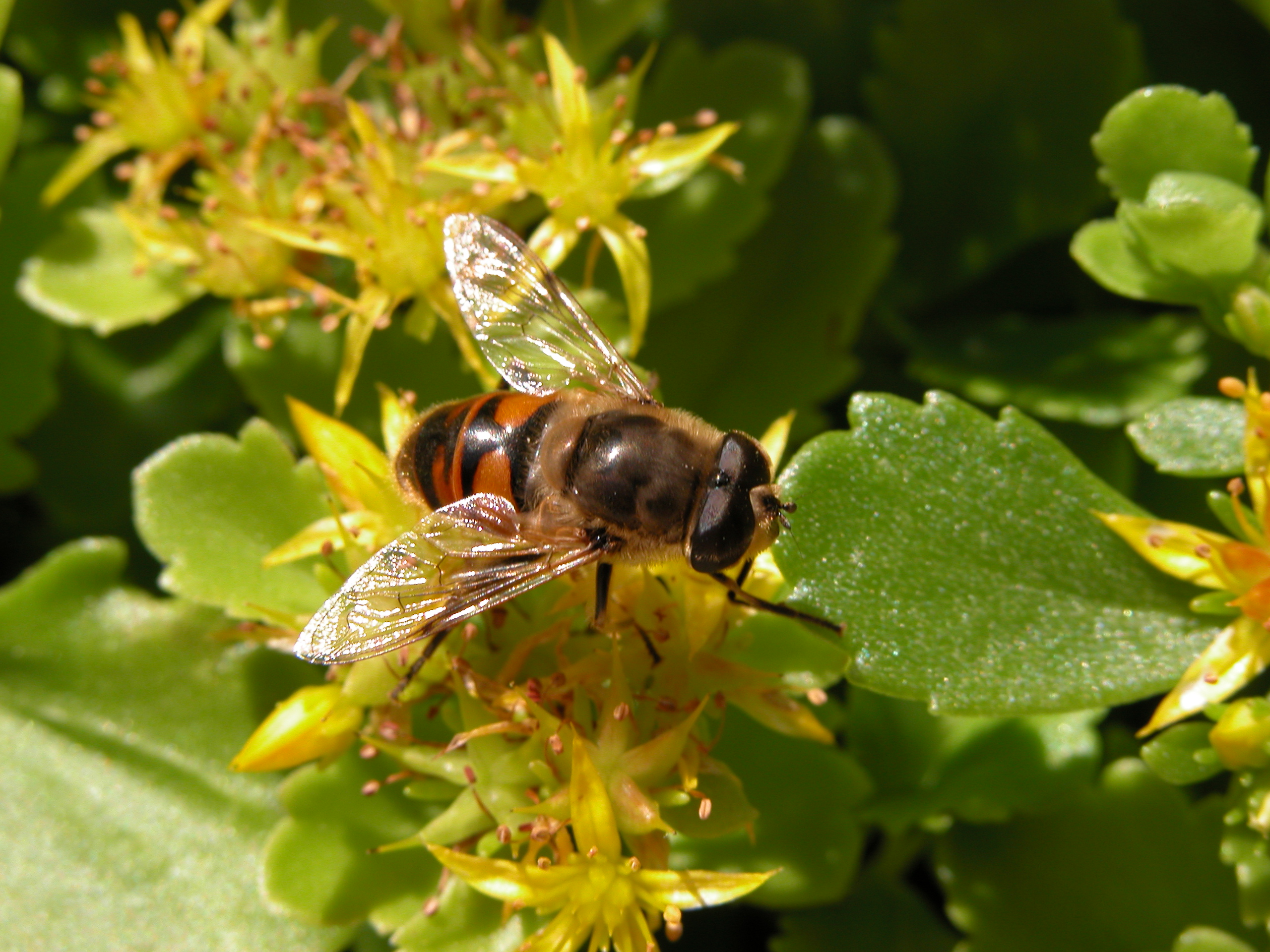 nature animals insects fly macro top leaf leafs flowers