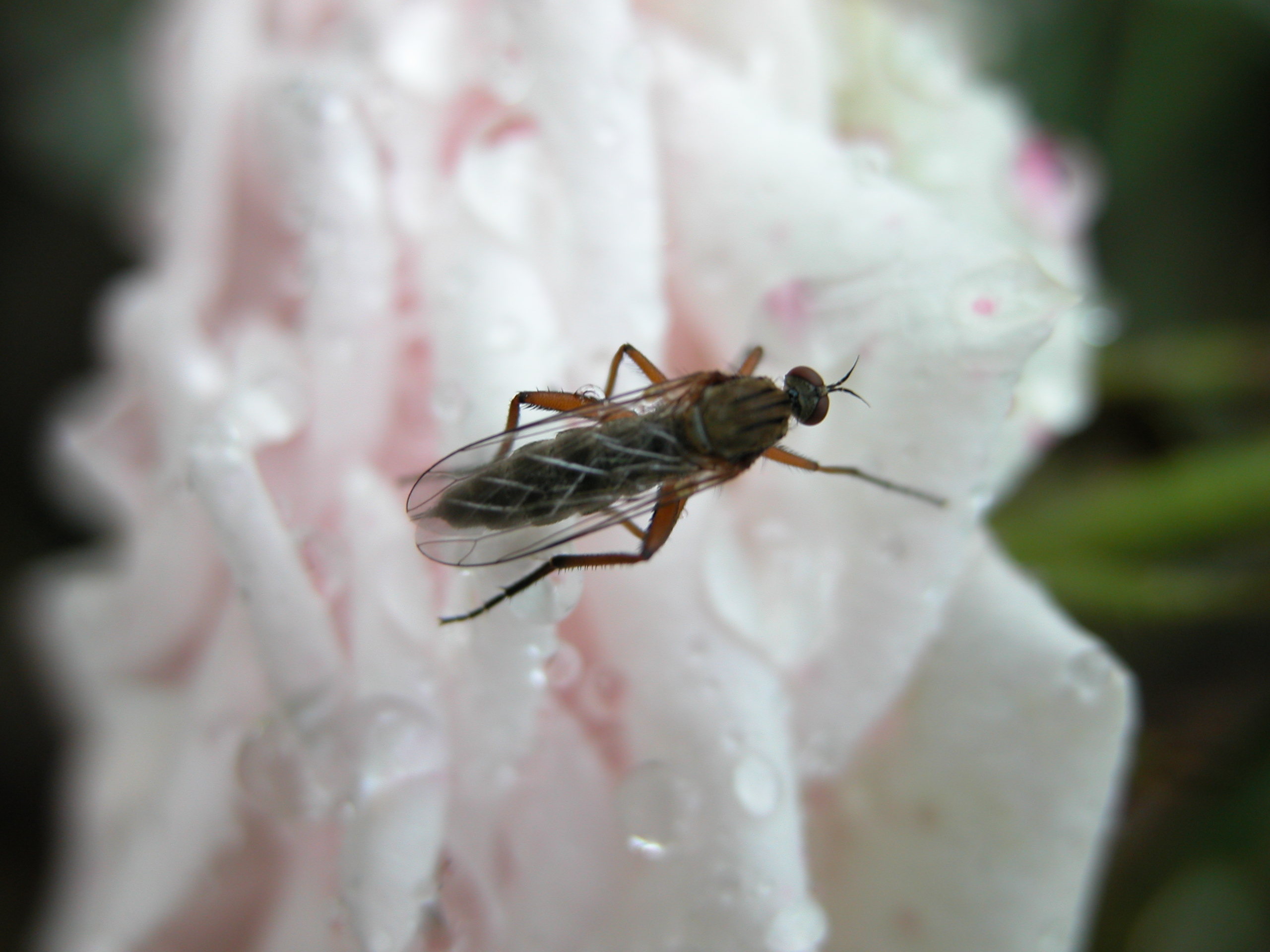 nature animals insects fly macro orange