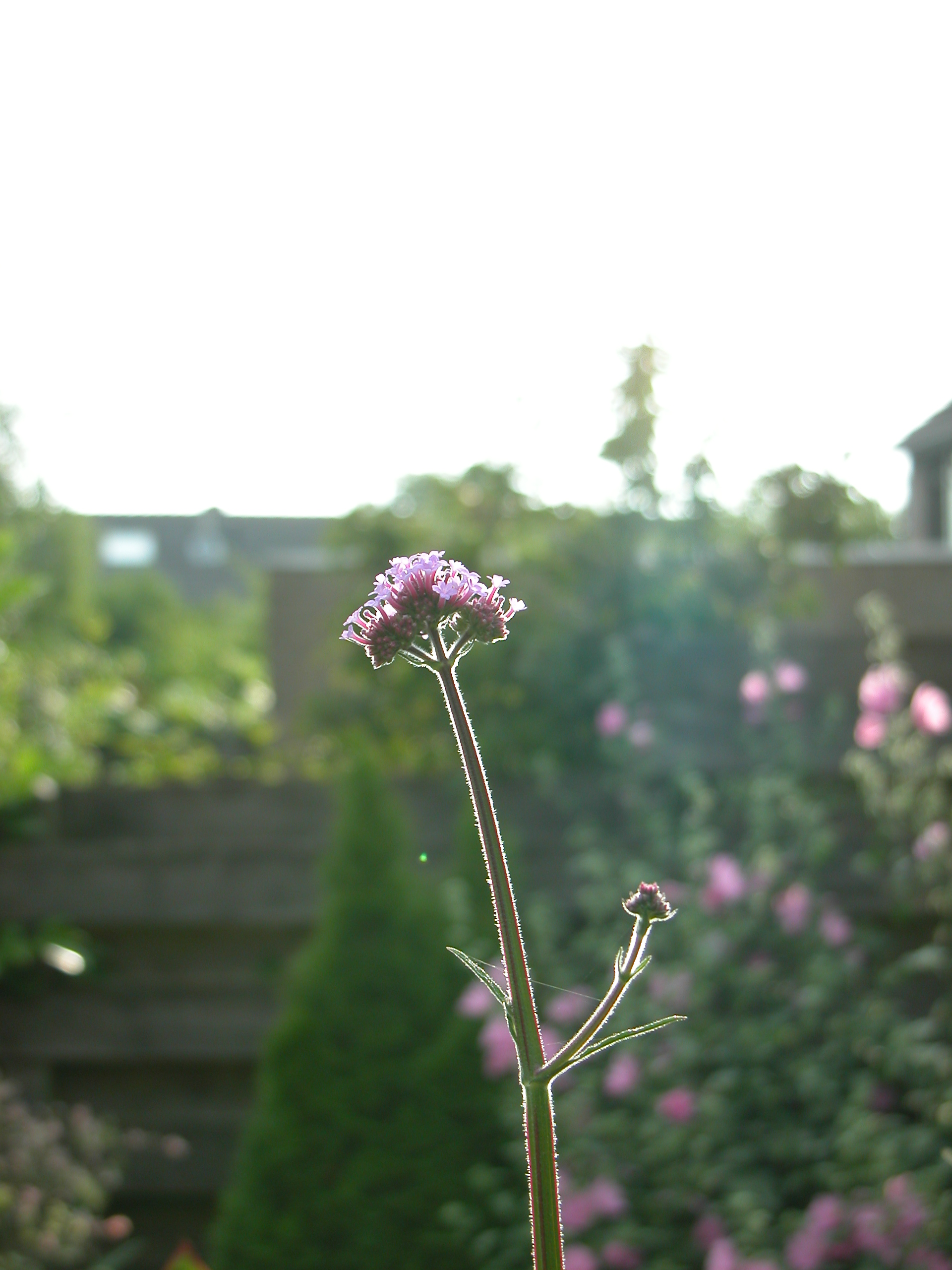 plant heather purple sunny day green