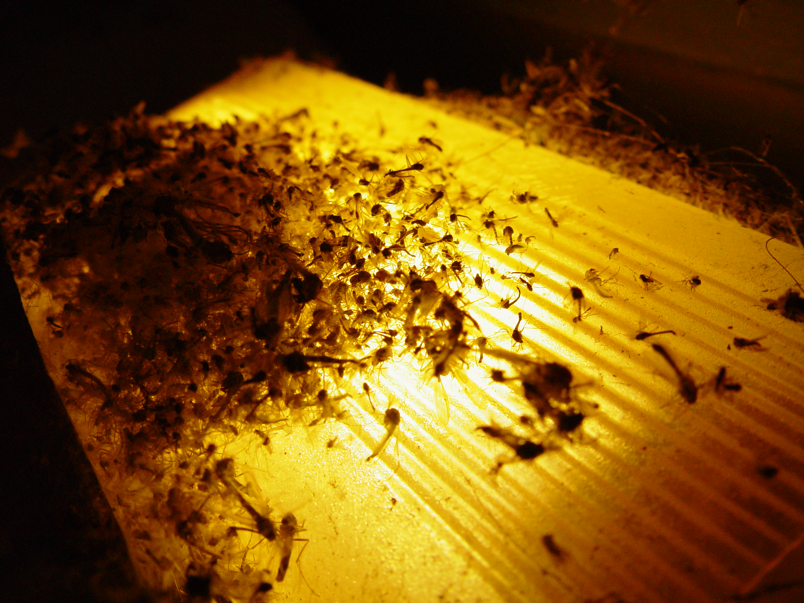 flies on lamp dead illuminated corpses