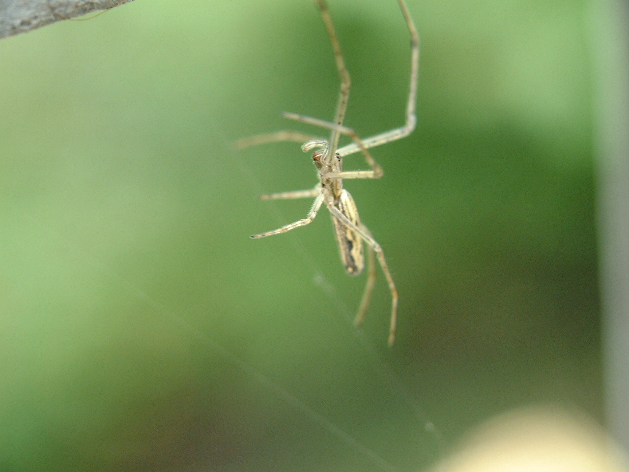 translucent spider in web maartent