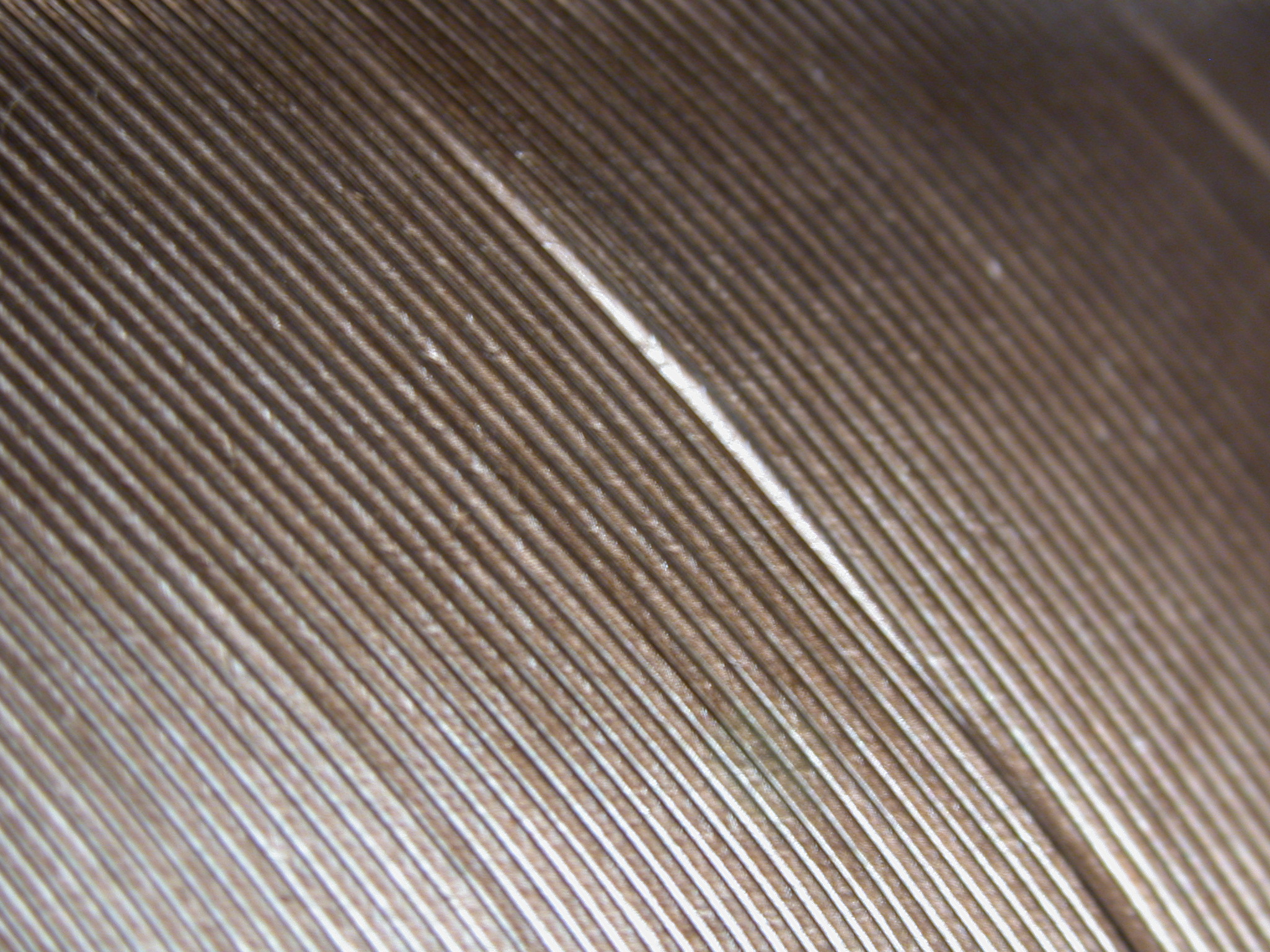 feather nature texture macro lines diagonal fur royalty
