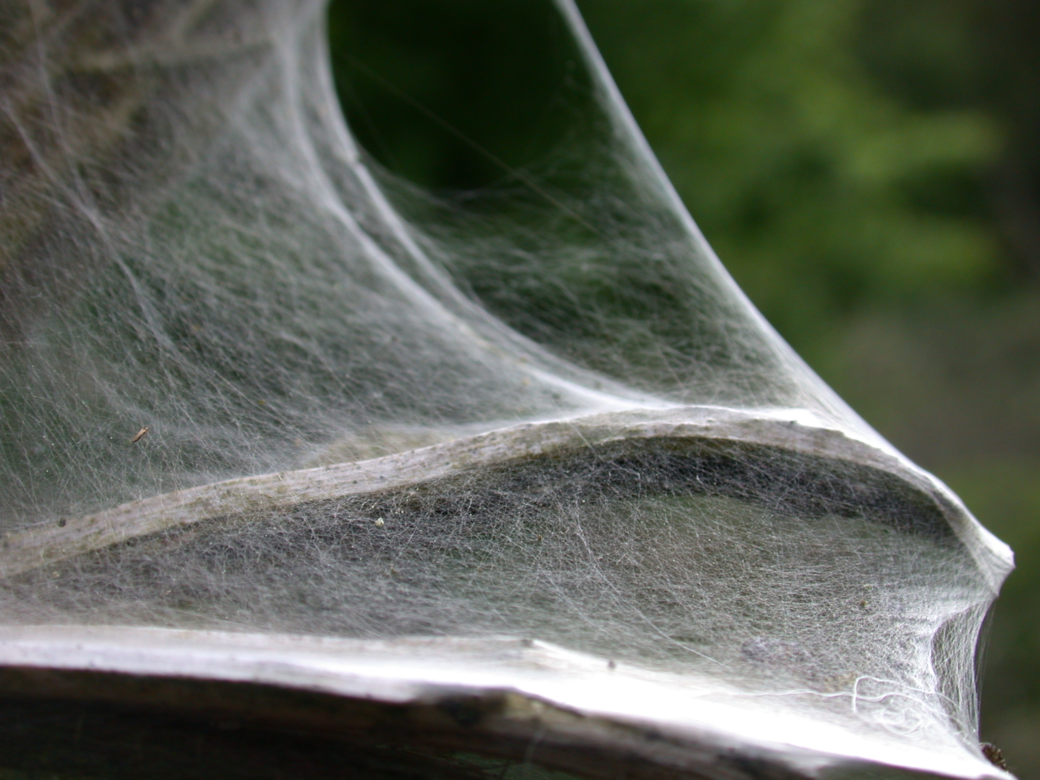 nature textures web cobweb silk weave spiderweb