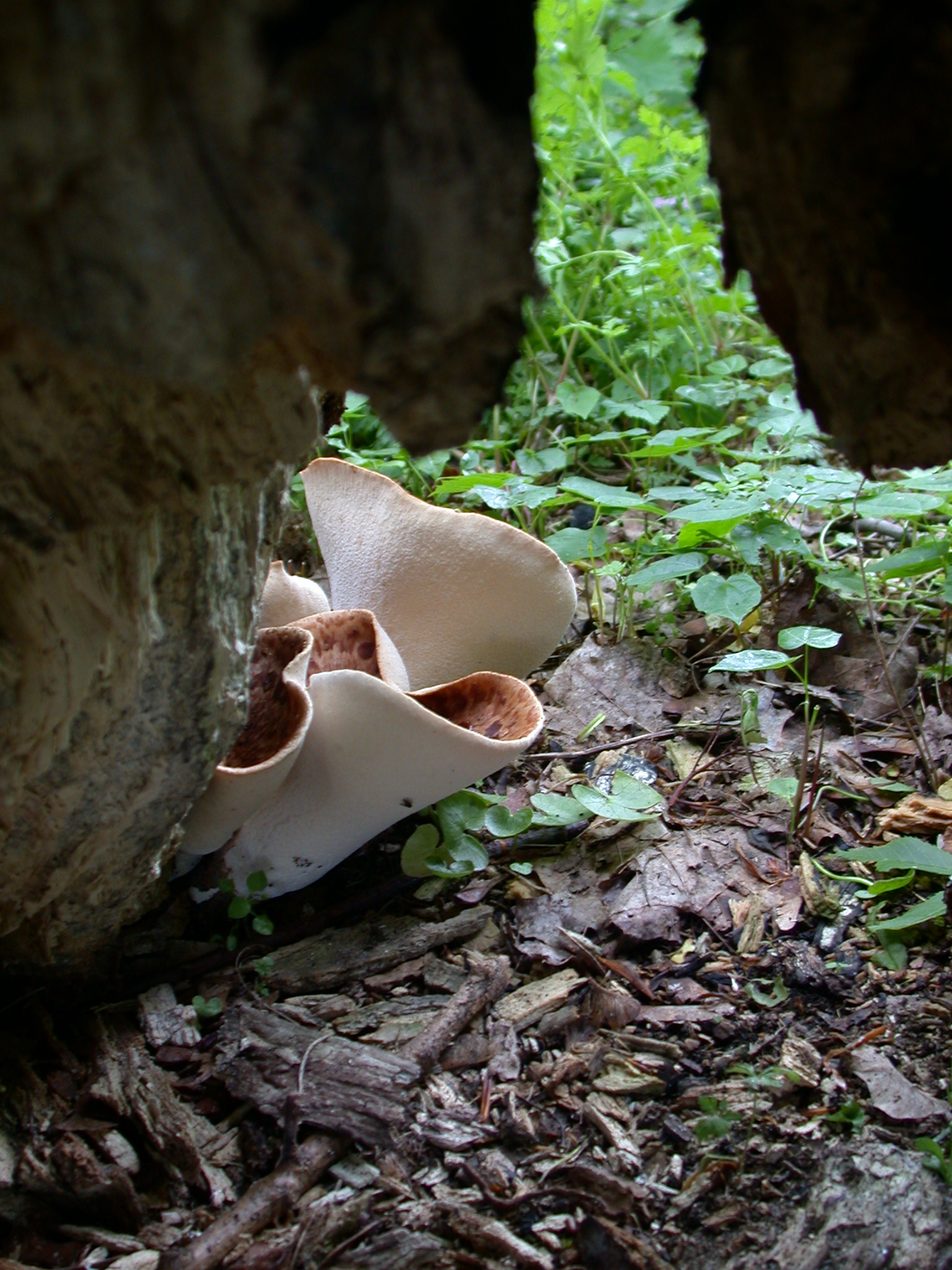 nature plants mushroom rubble mushrooms fall