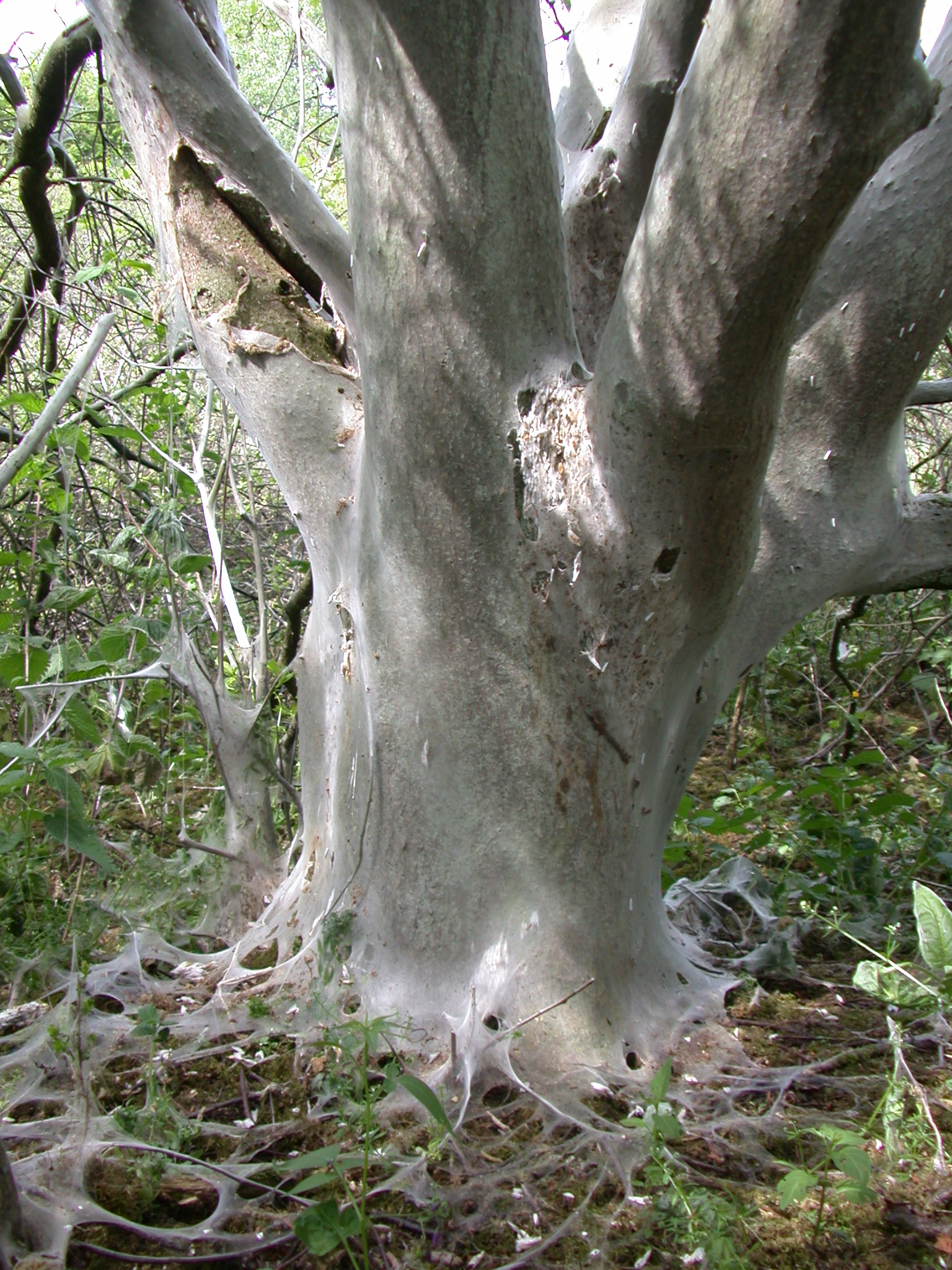 tree cocoon silk web
