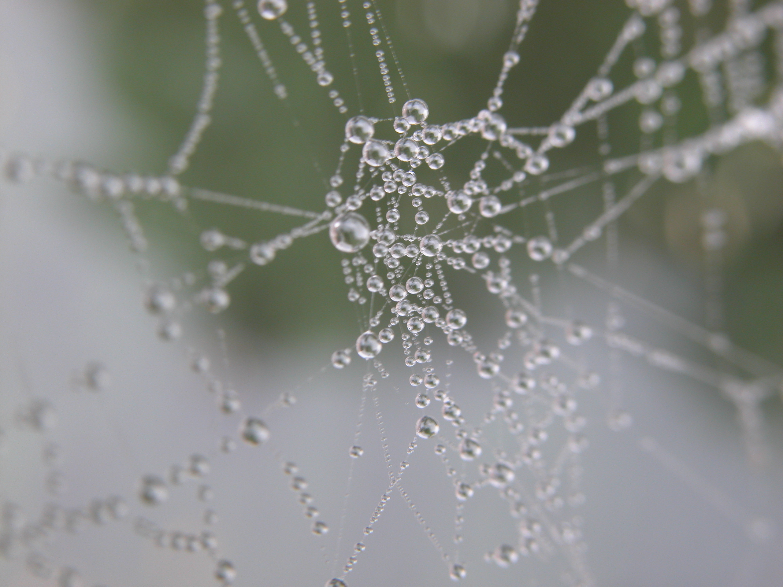 webs web spiderweb moist dew drops water threads wires