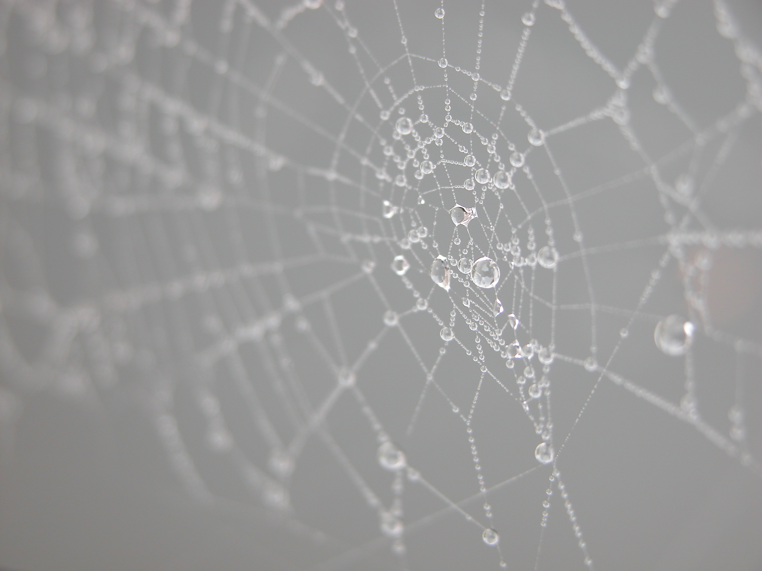 webs web spiderweb moist dew drops water threads wires