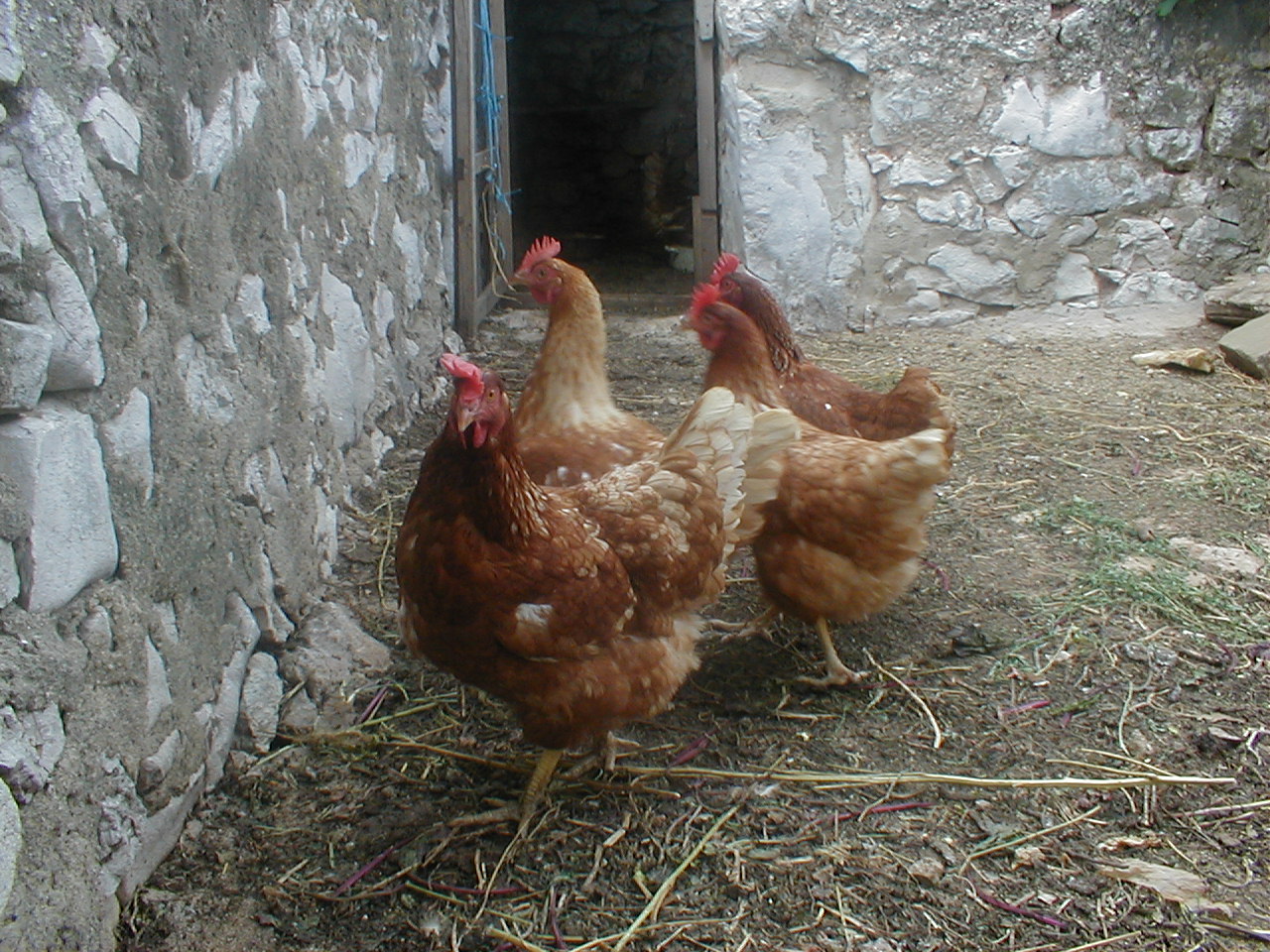 dario chicken bird farm feathers free range