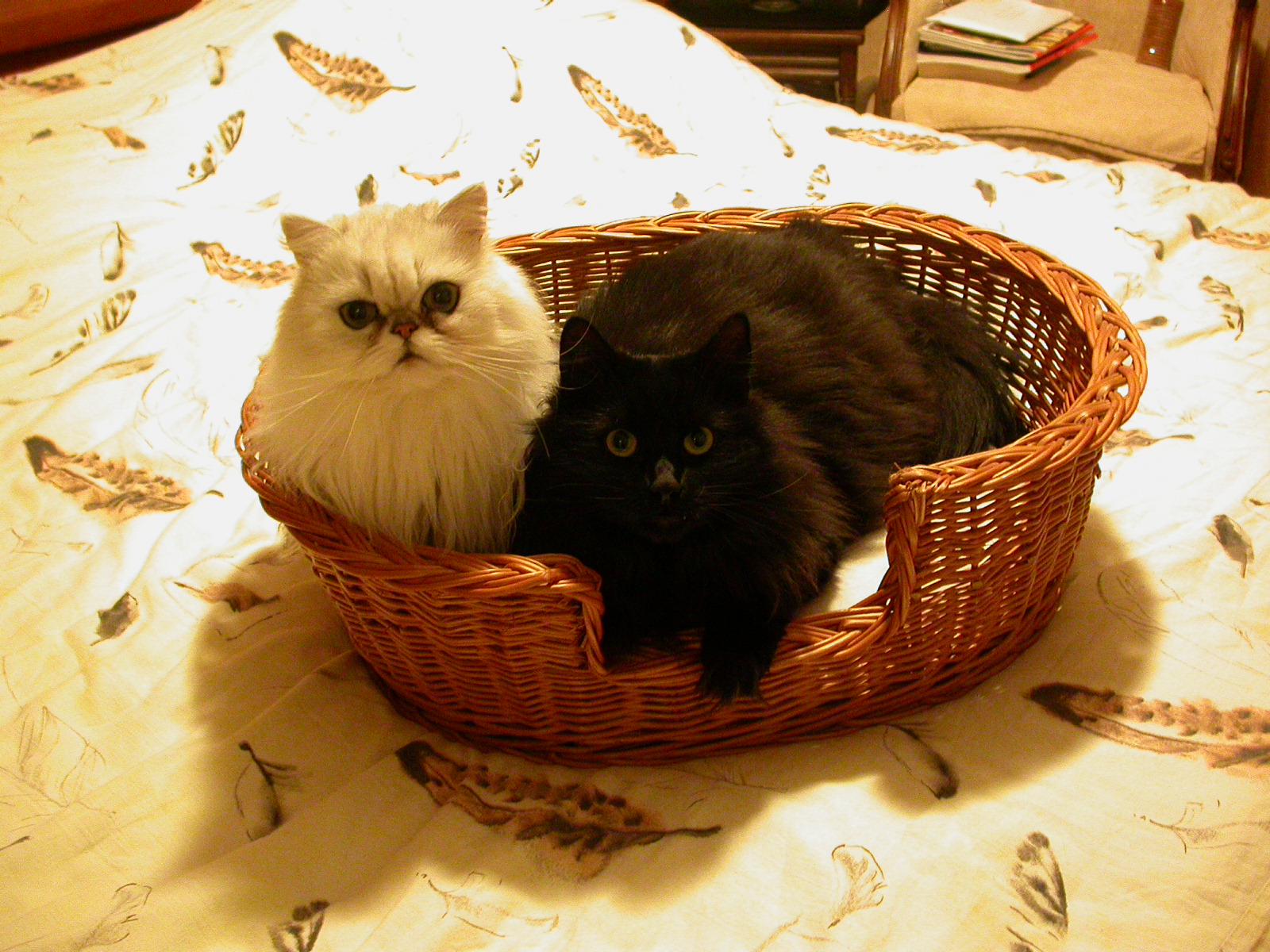 eva 2 two cats in a basket white black fluffy