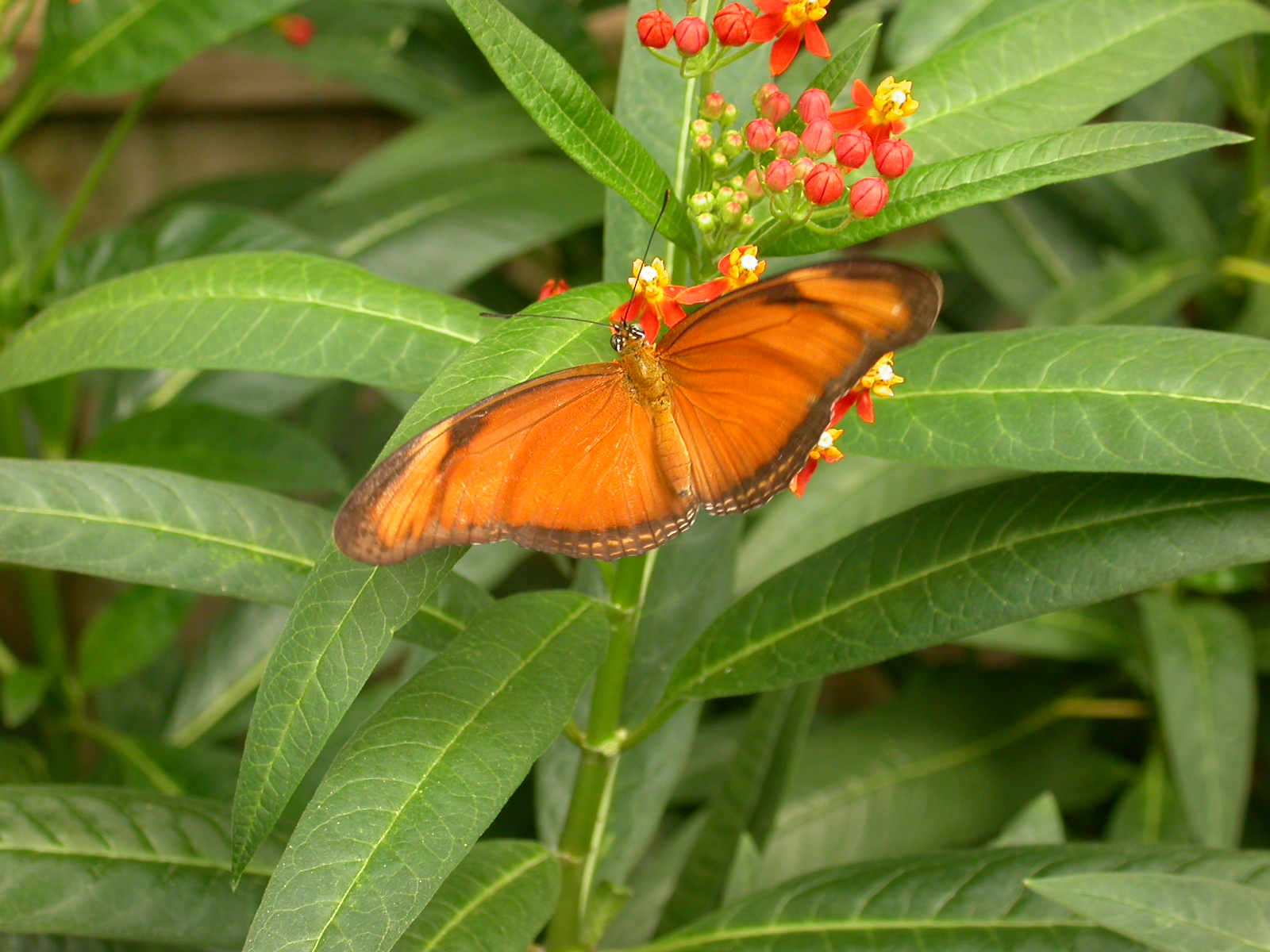 eva butterfly orange on plant leaves royalty-free