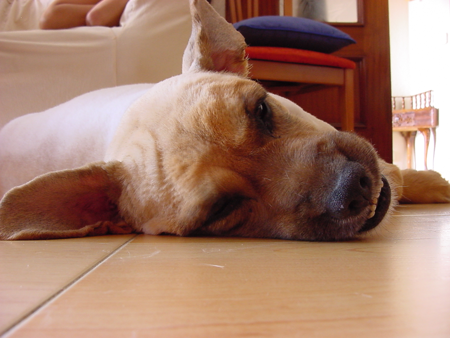 insektokutor dog sleeping on the floor pet