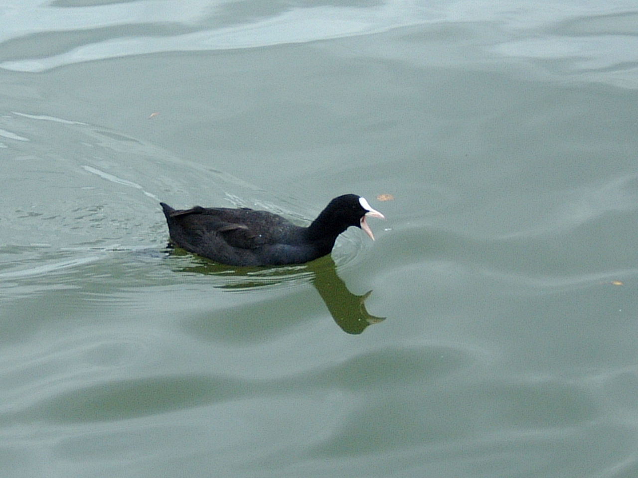 maartent water bird black swimming images