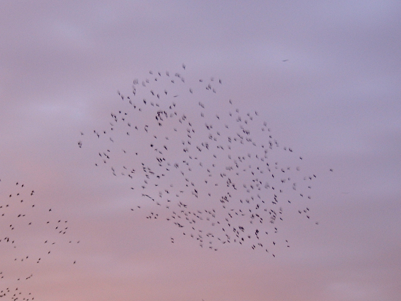 flock of birds sky eveningsky maartent