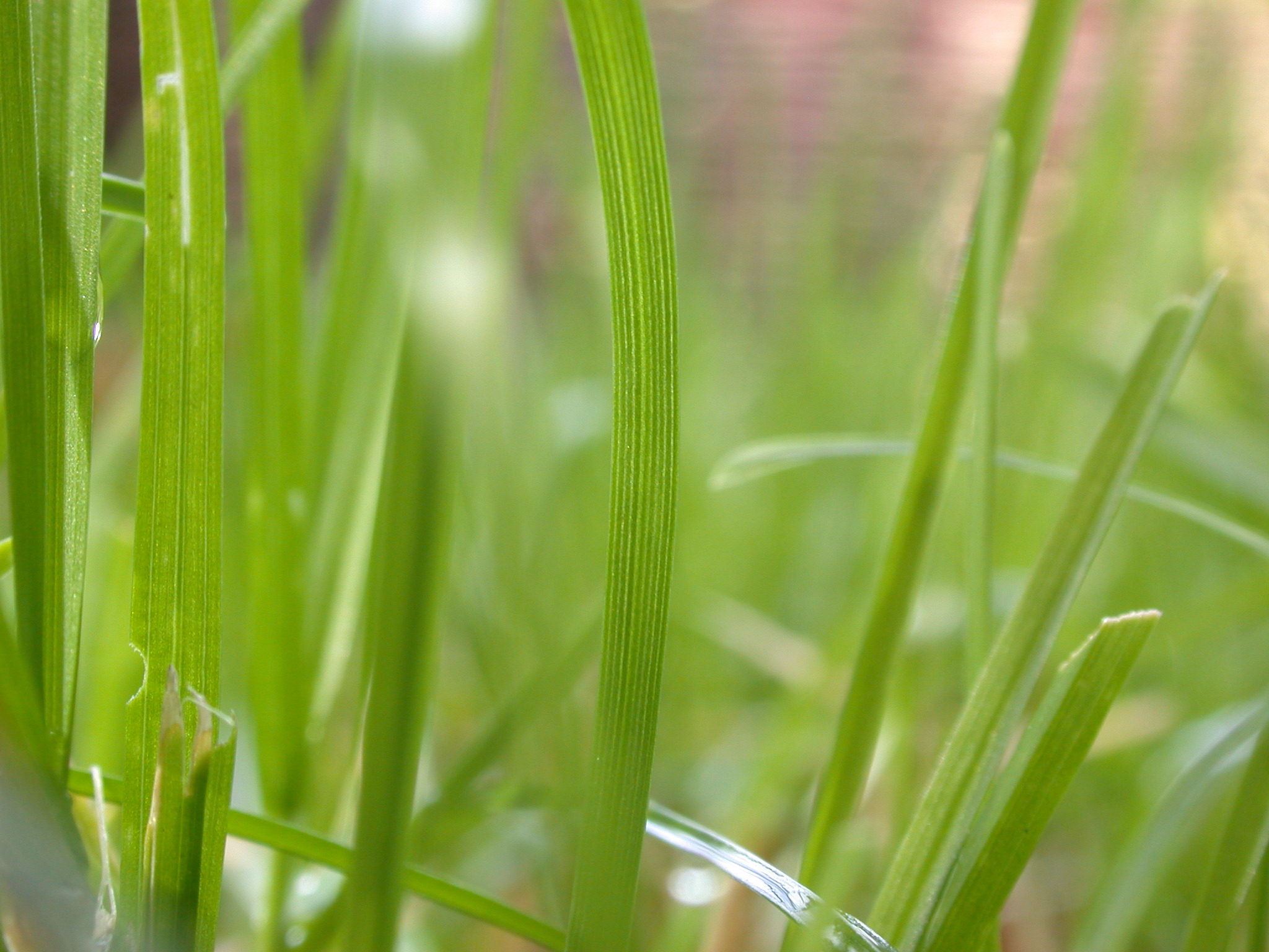 marceladmiraal blade blades of grass green closeup